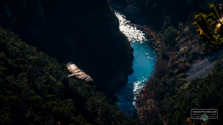 photo vol vautour fauve riviere verdon